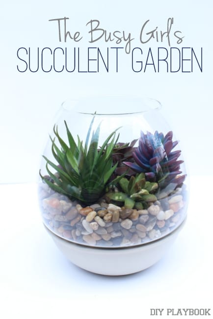 The Busy Girl's Succulent Garden
