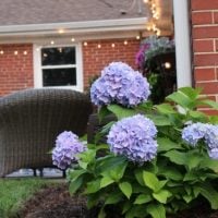 These purple hydrangeas are beautiful pieces of landscape.