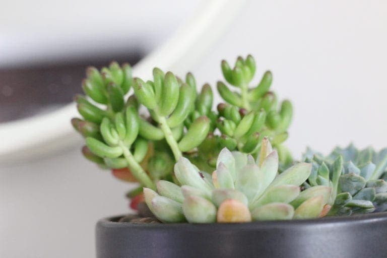 Succulent Planter from Target + a VIDEO