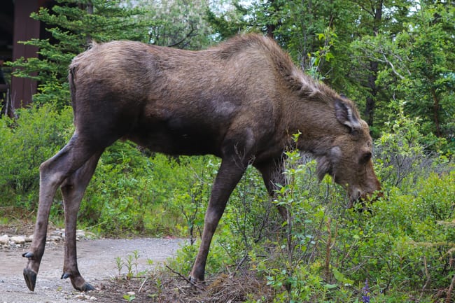 Be sure to have your camera ready, wildlife can pop up any time. 