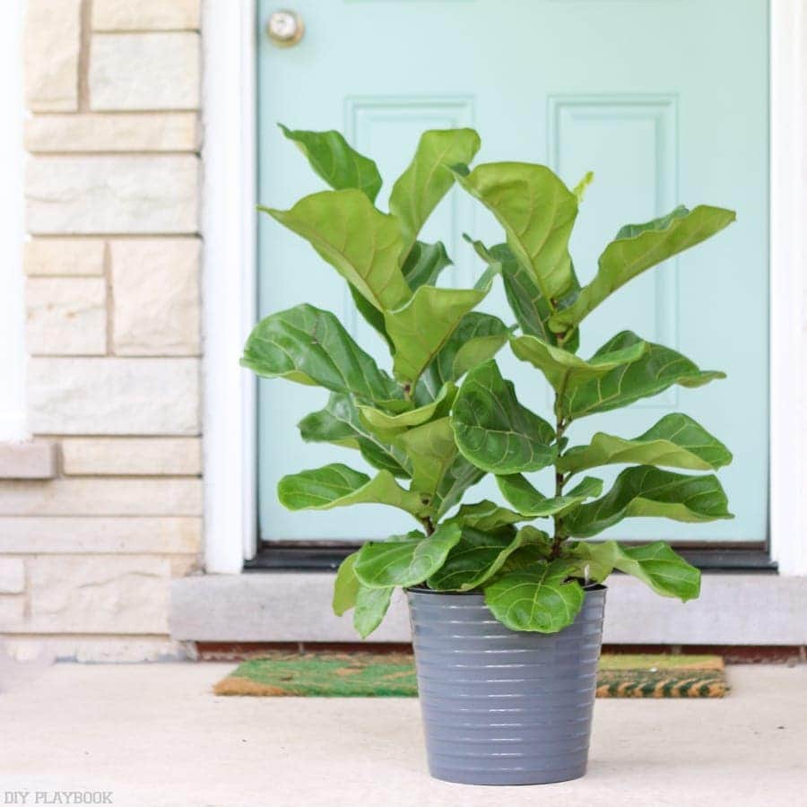 fiddle-leaf-survival-tips