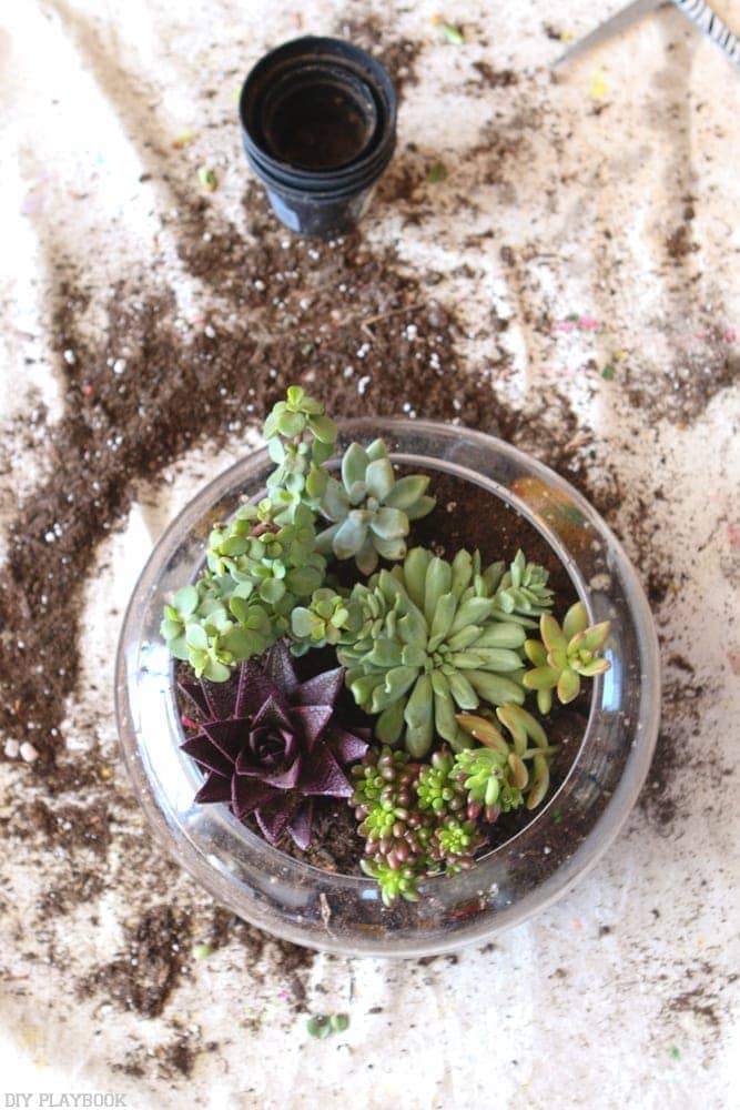 Make your Own DIY Terrarium