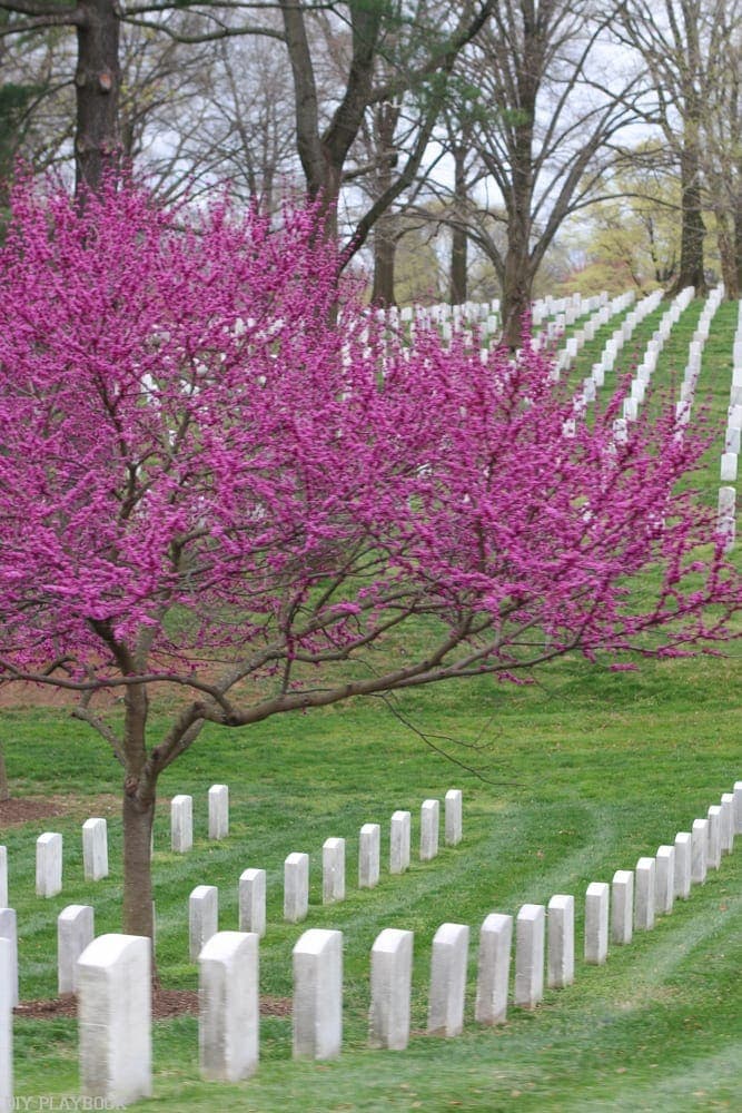 Arlington National Cemetery in the springtime.