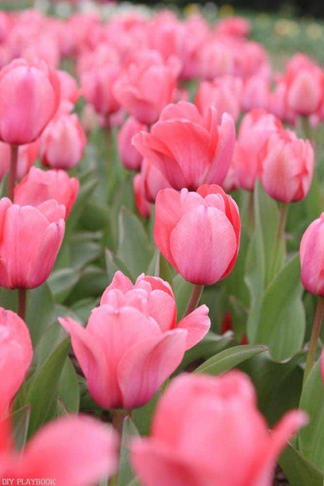 Tulips at Georgetown University.