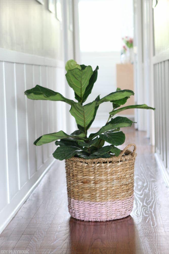 How to Keep a Fiddle Leaf Fig Alive