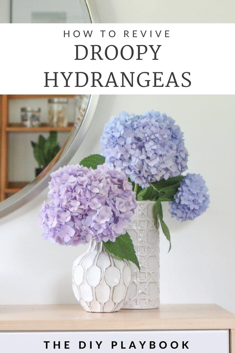 how to revive droopy hydrangeas