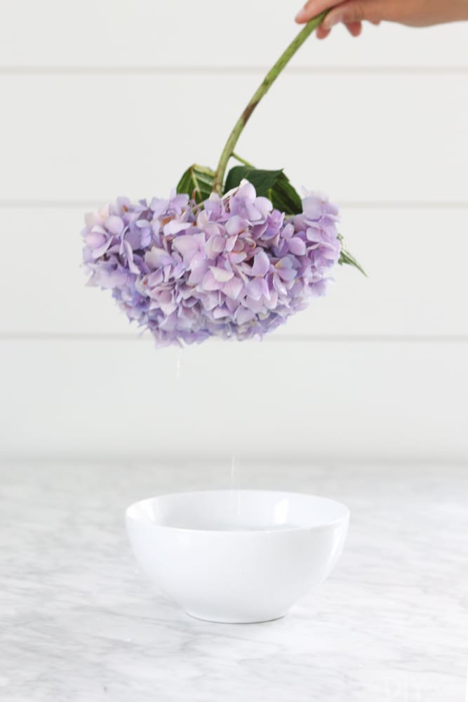how-to-revive-droopy-hydrangeas-4