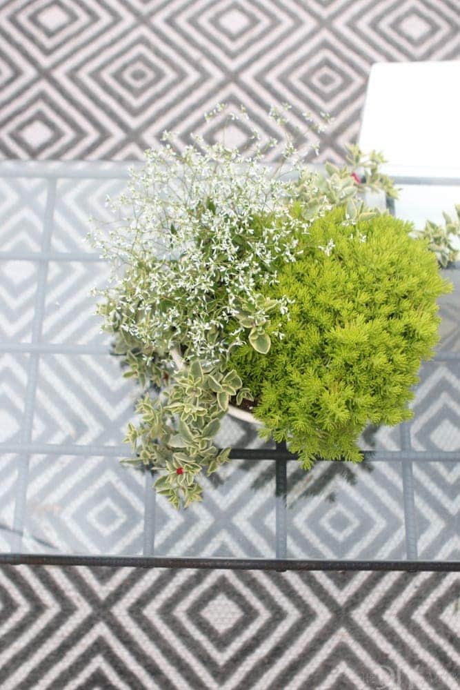 Outdoor_Patio_Furniture_Plants-7