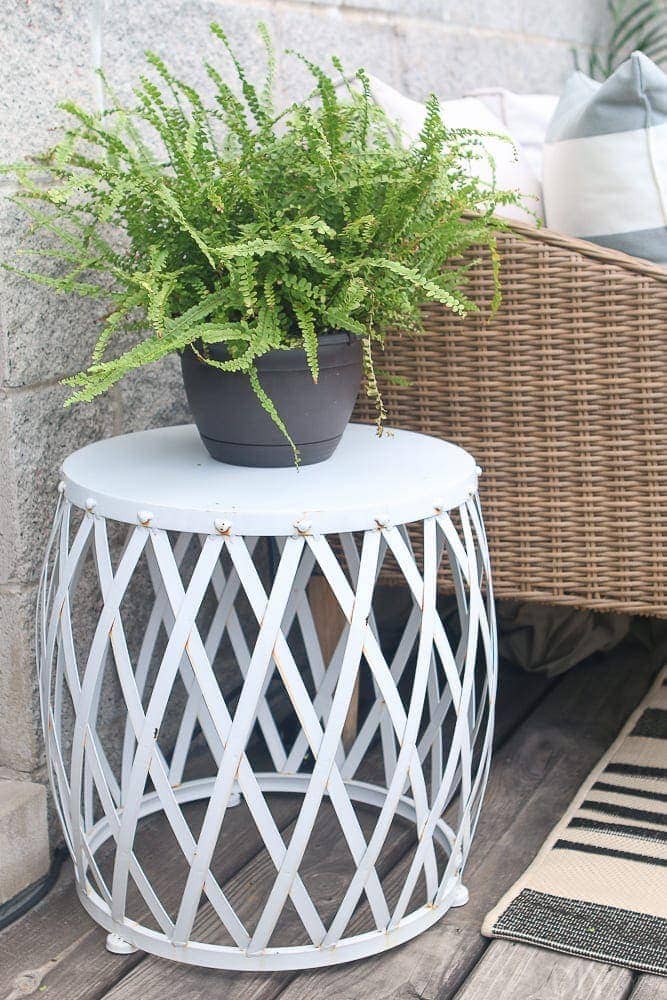 fern-plant