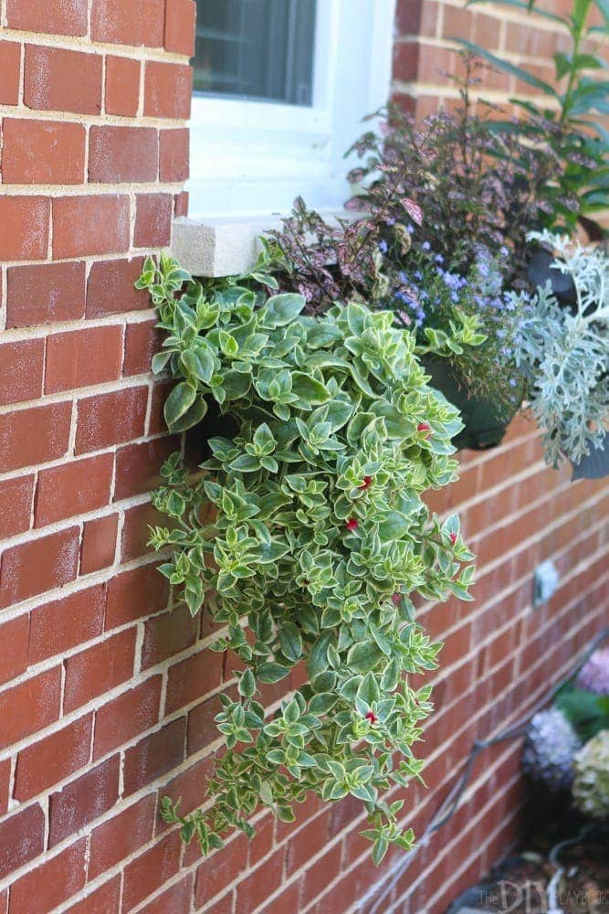 flower-boxes-plants
