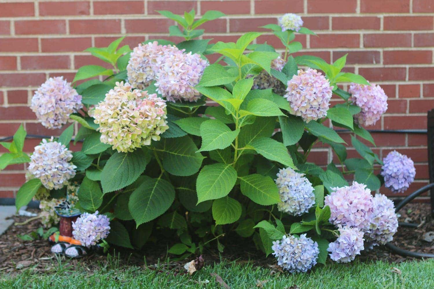 hydrangea-bush