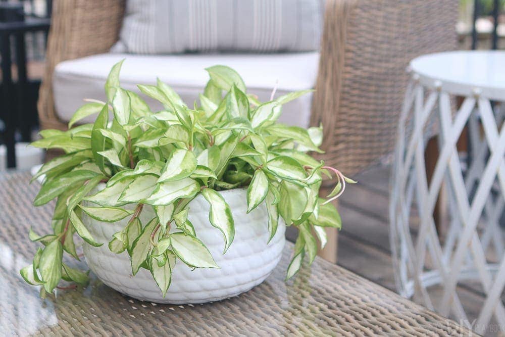plant-outdoor