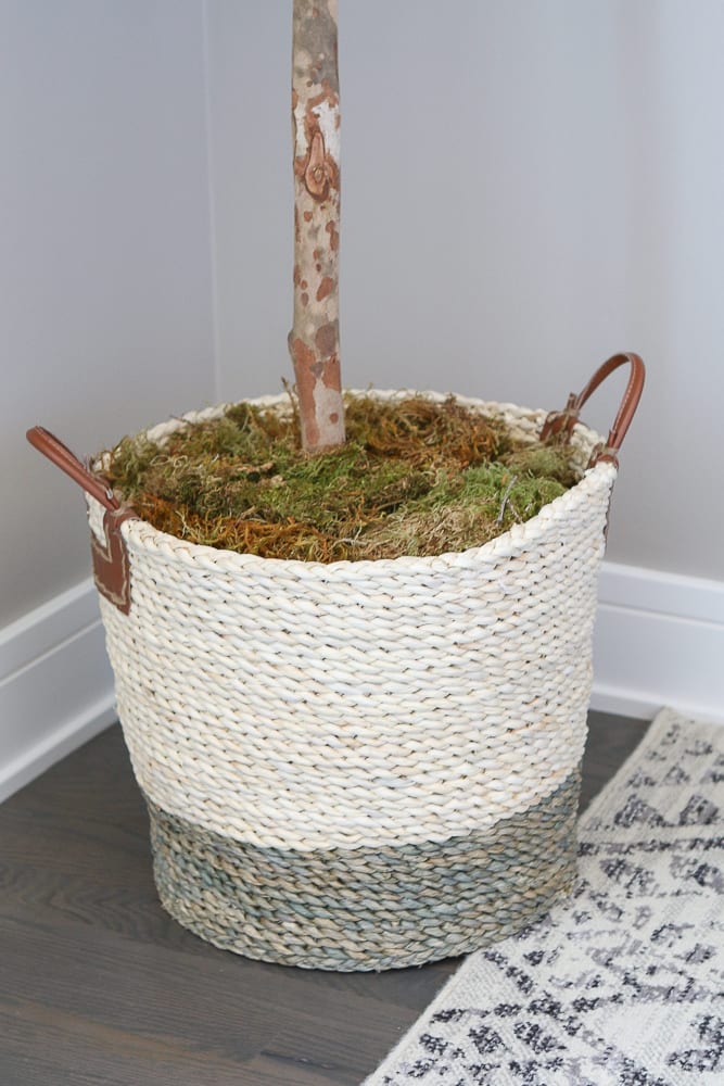 moss in the basket