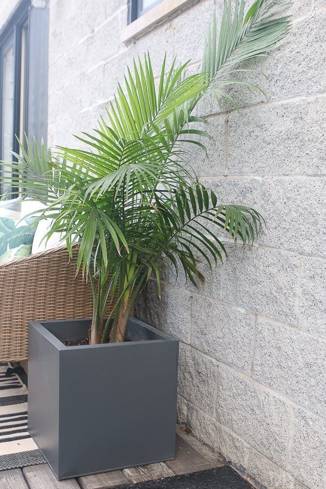 palm-tree-planter