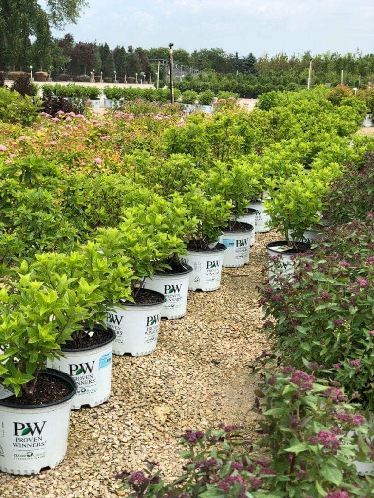 choosing new landscaping plants
