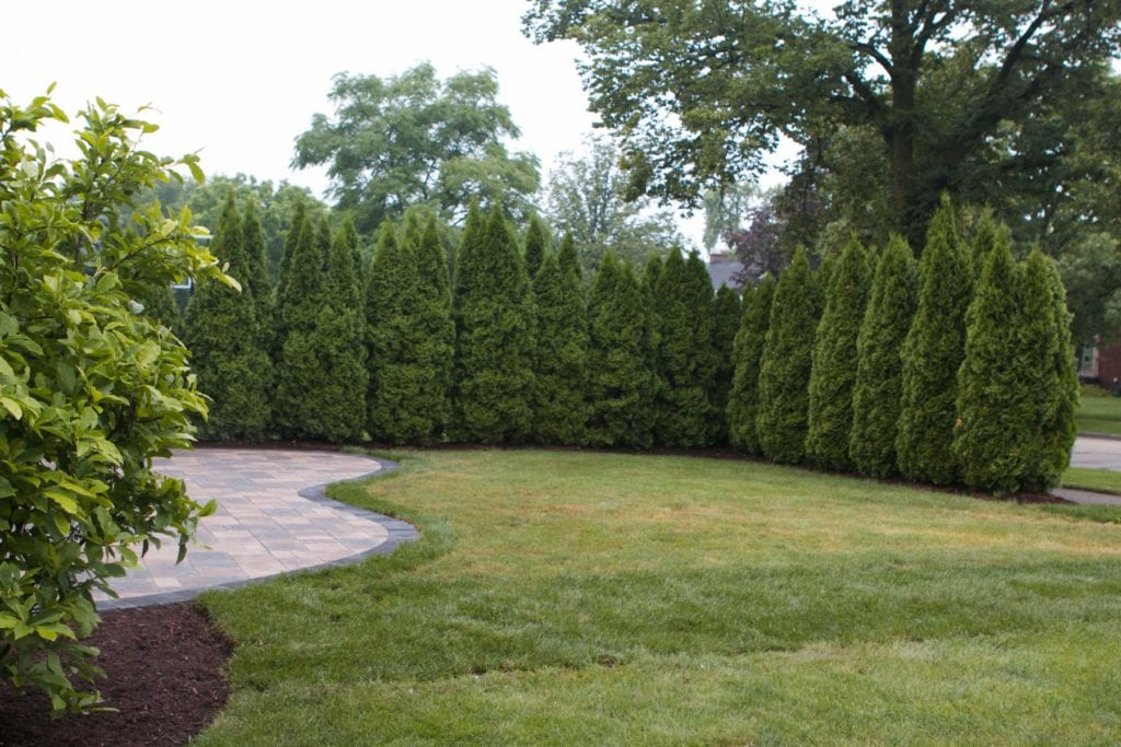 no more intrusive bushes 