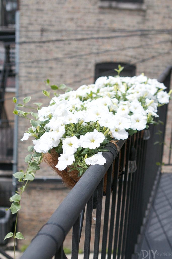 Prep your patio for summer with plants and flower boxes