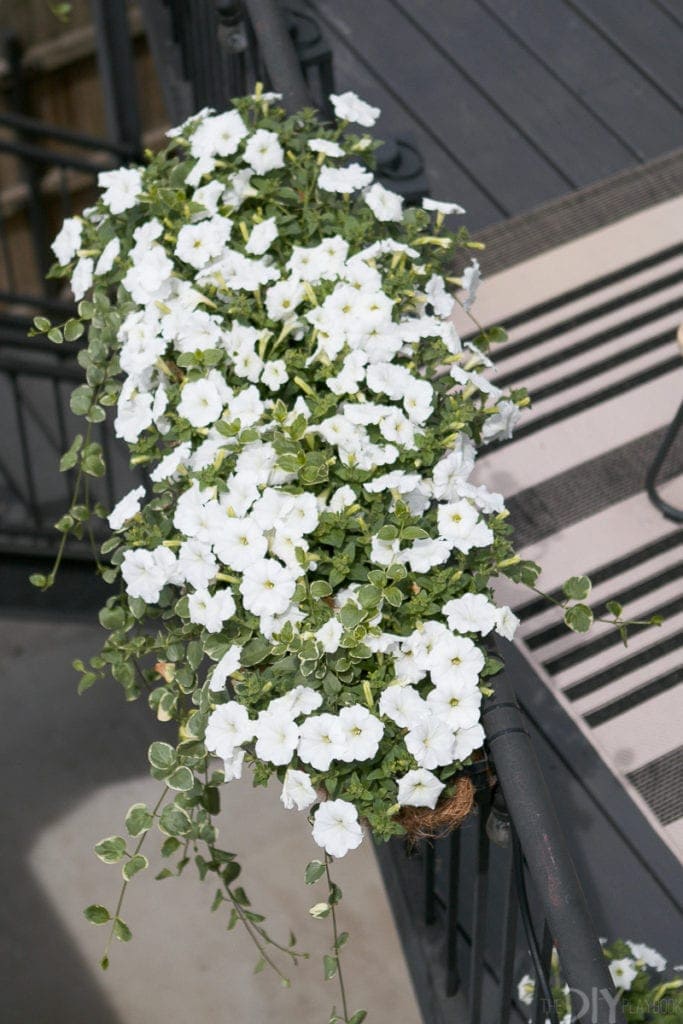 These white wave petunias love this sunny balcony spot