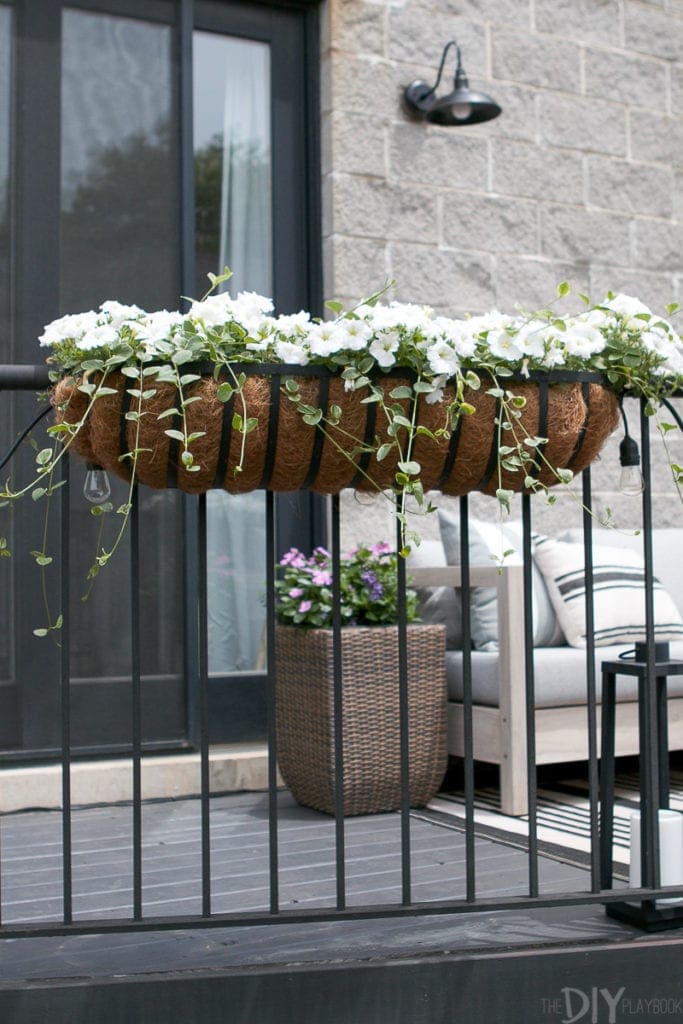 Flower boxes with growing ivy and wave petunias