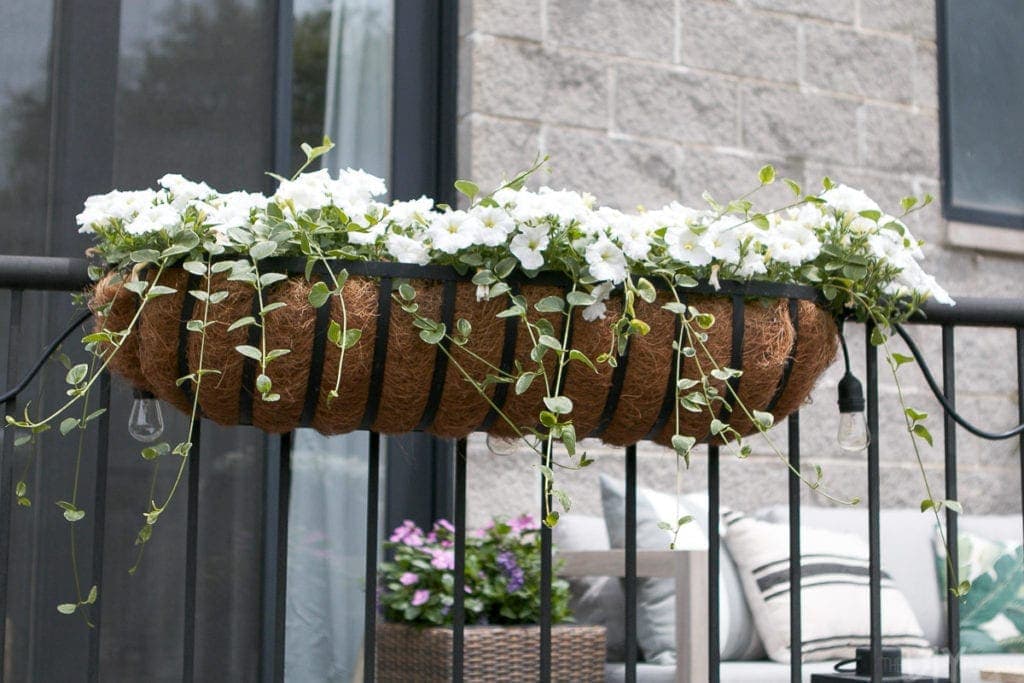 These flower boxes are overflowing with wave petunias