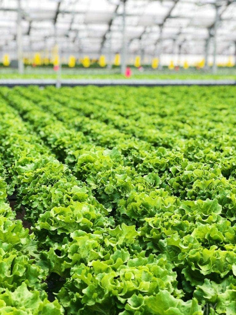 gotham greens on top of the method factory in chicago