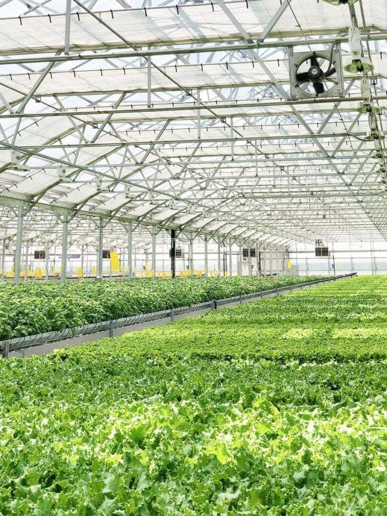 gotham greens the world's largest rooftop garden
