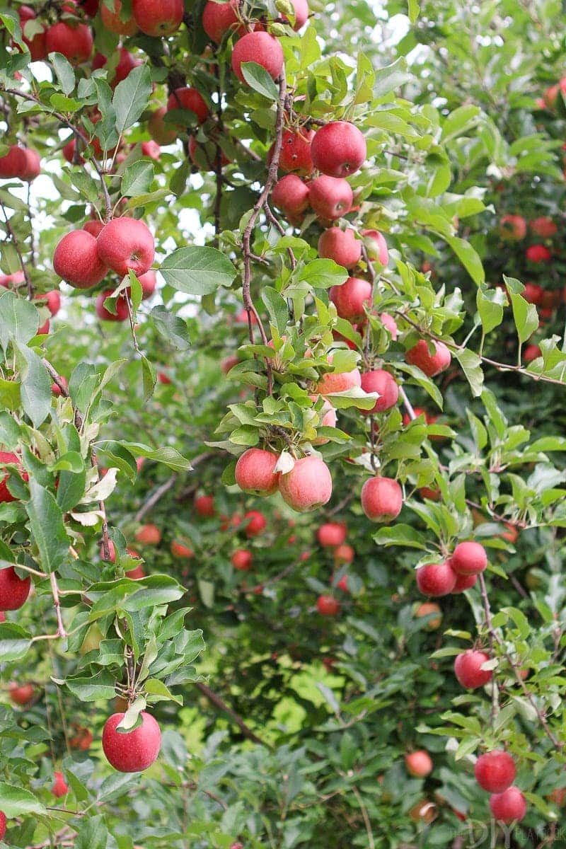 Apple orchard holler apple