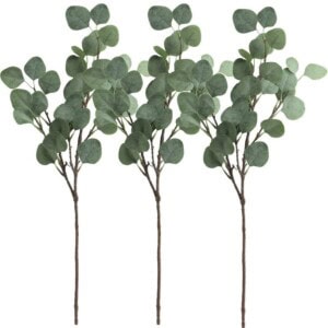 Silver Dollar Eucalyptus