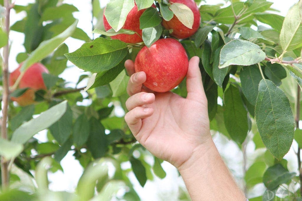 Apple picking in Wisconsin