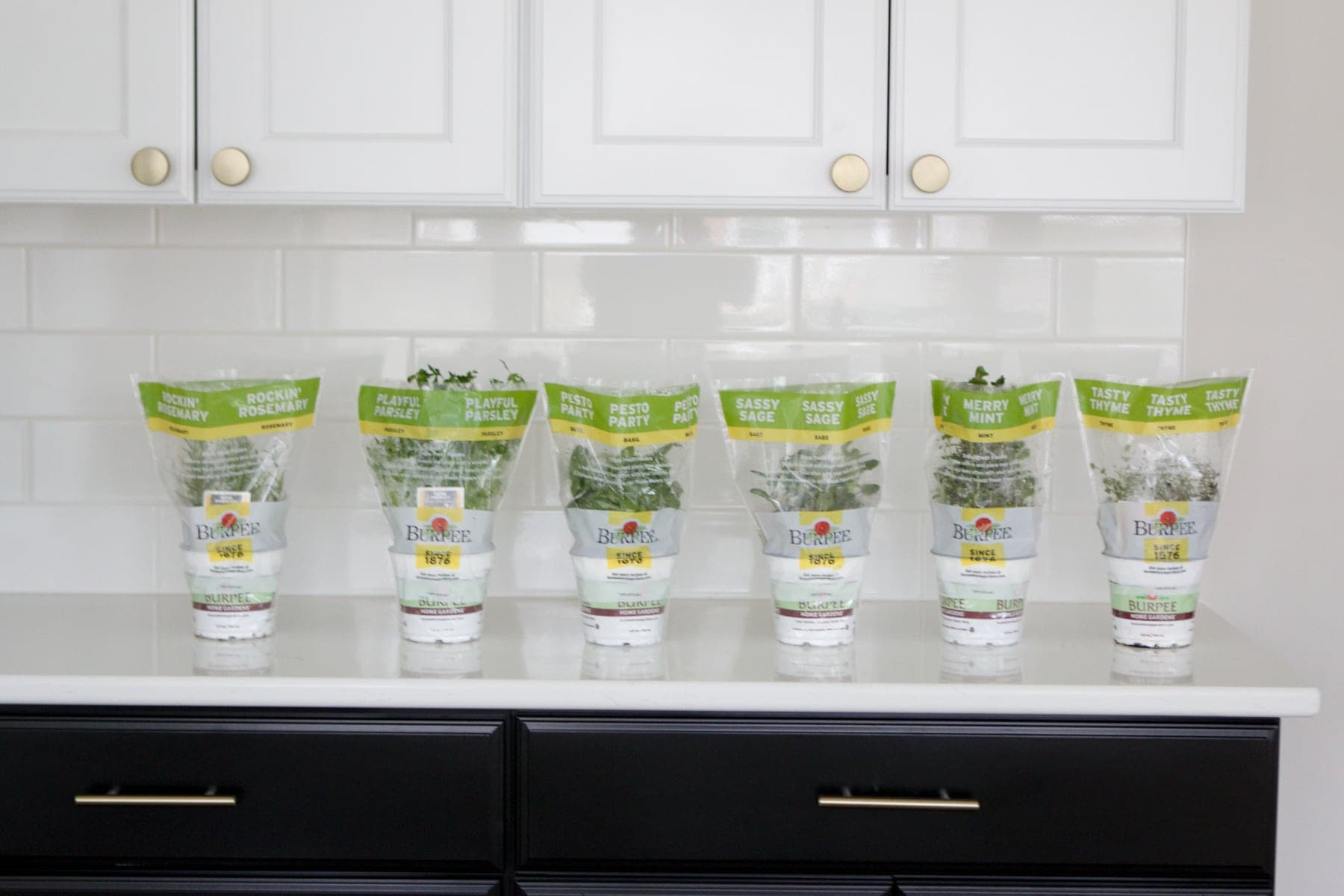 creating a herb garden with burpee