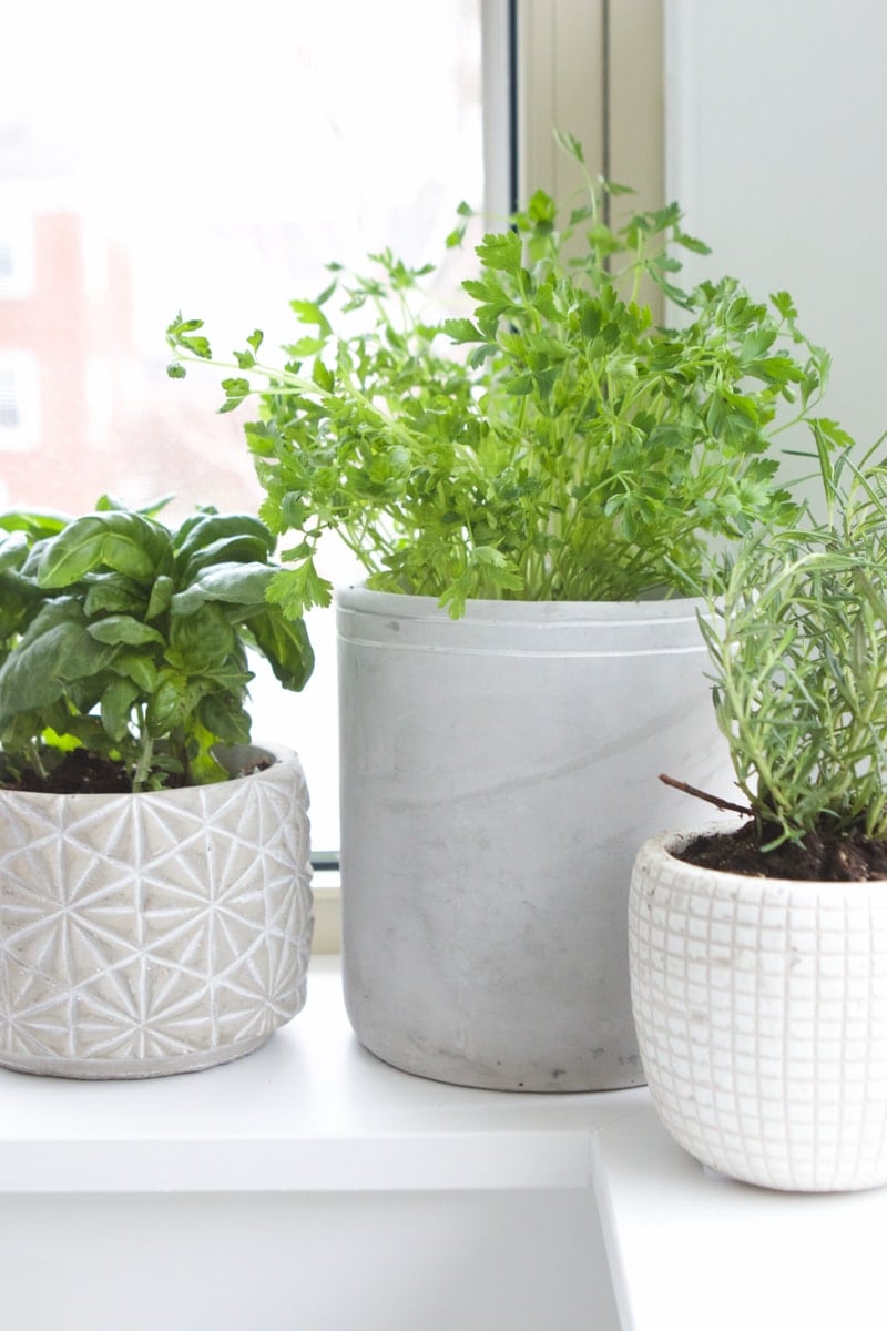 potted herbs