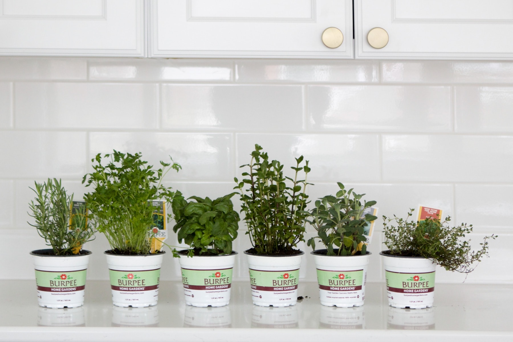 fresh herbs in the kitchen