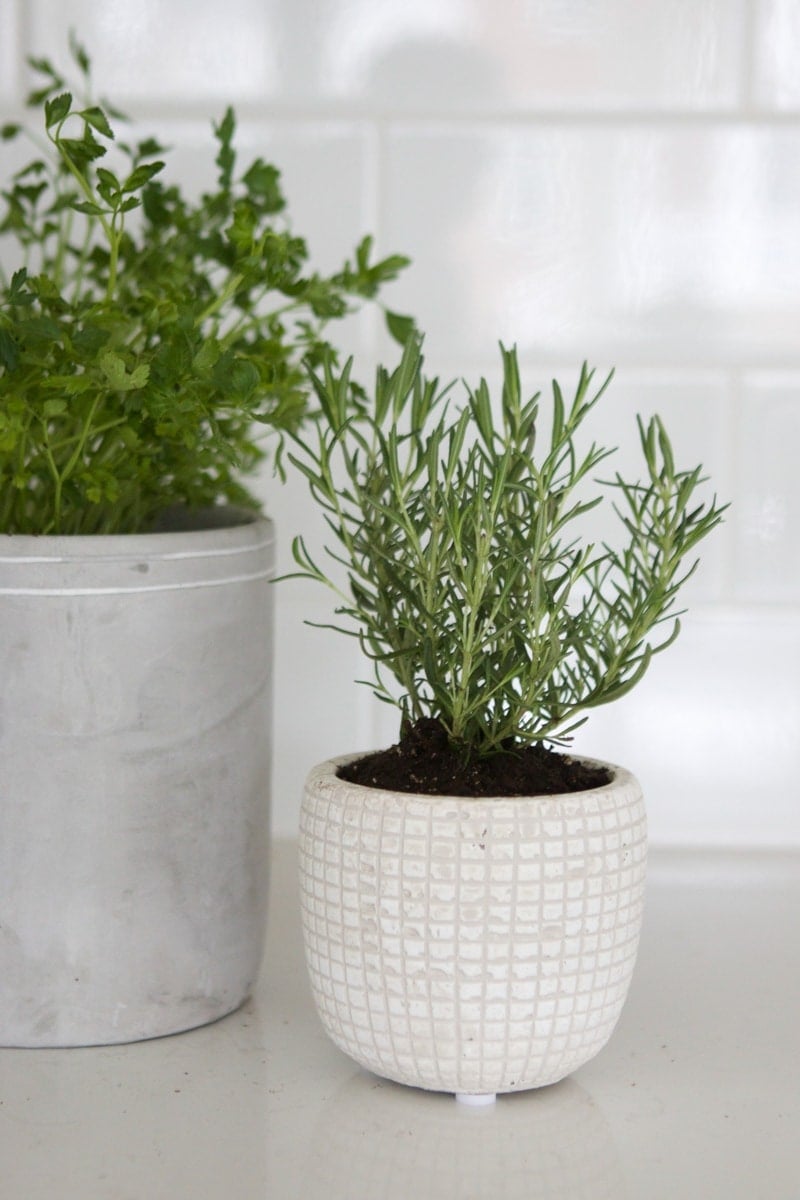 rosemary herb