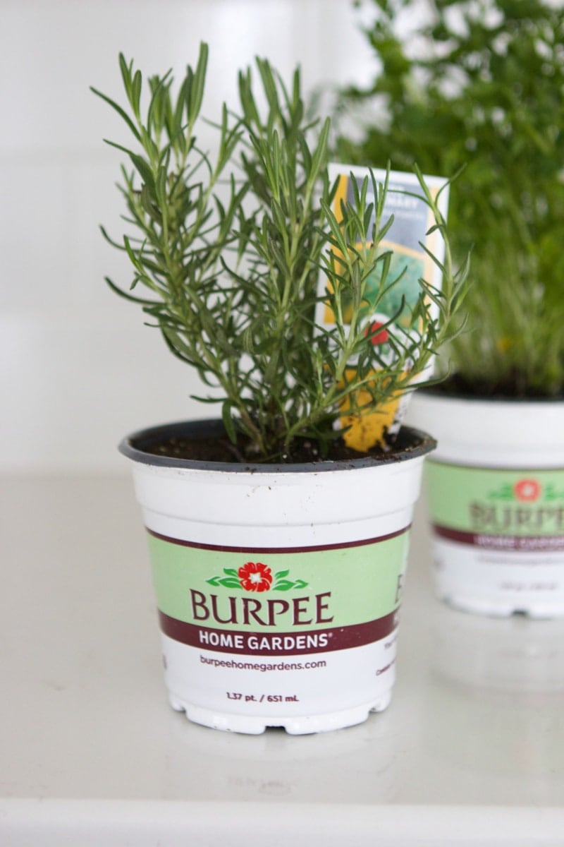 planting rosemary inside