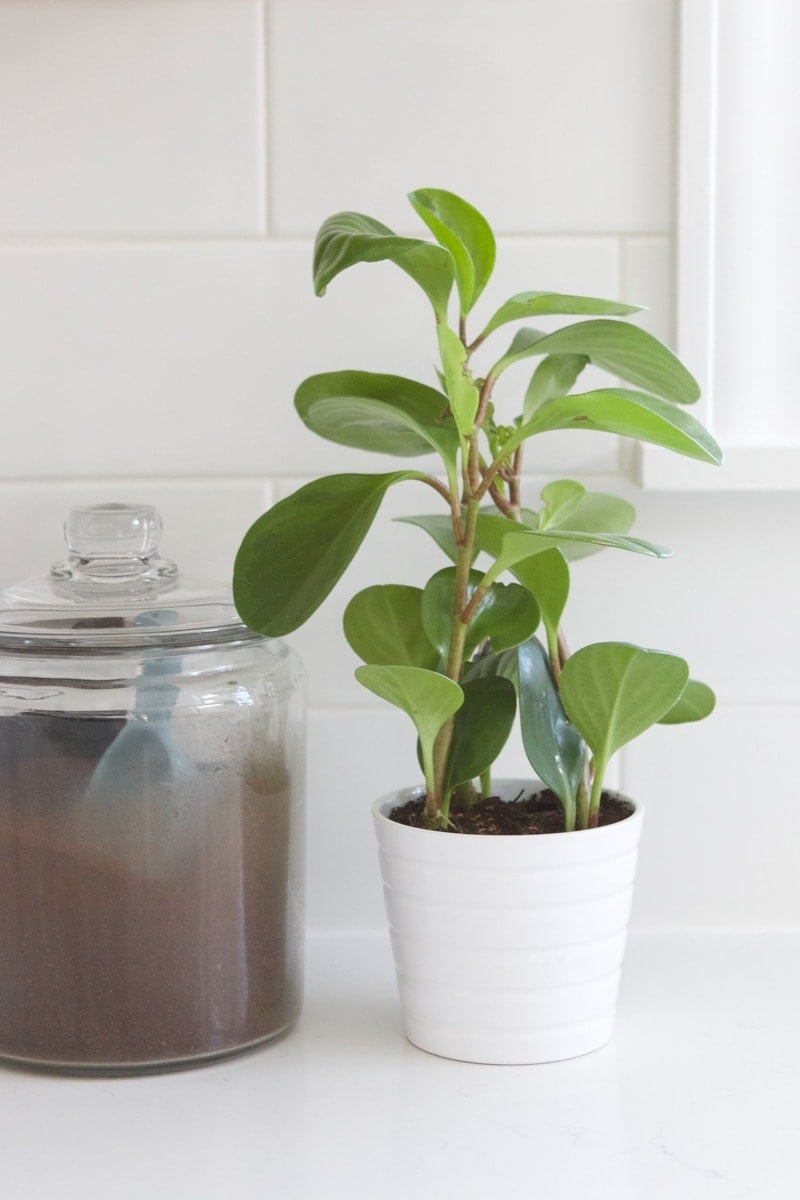 kitchen planter