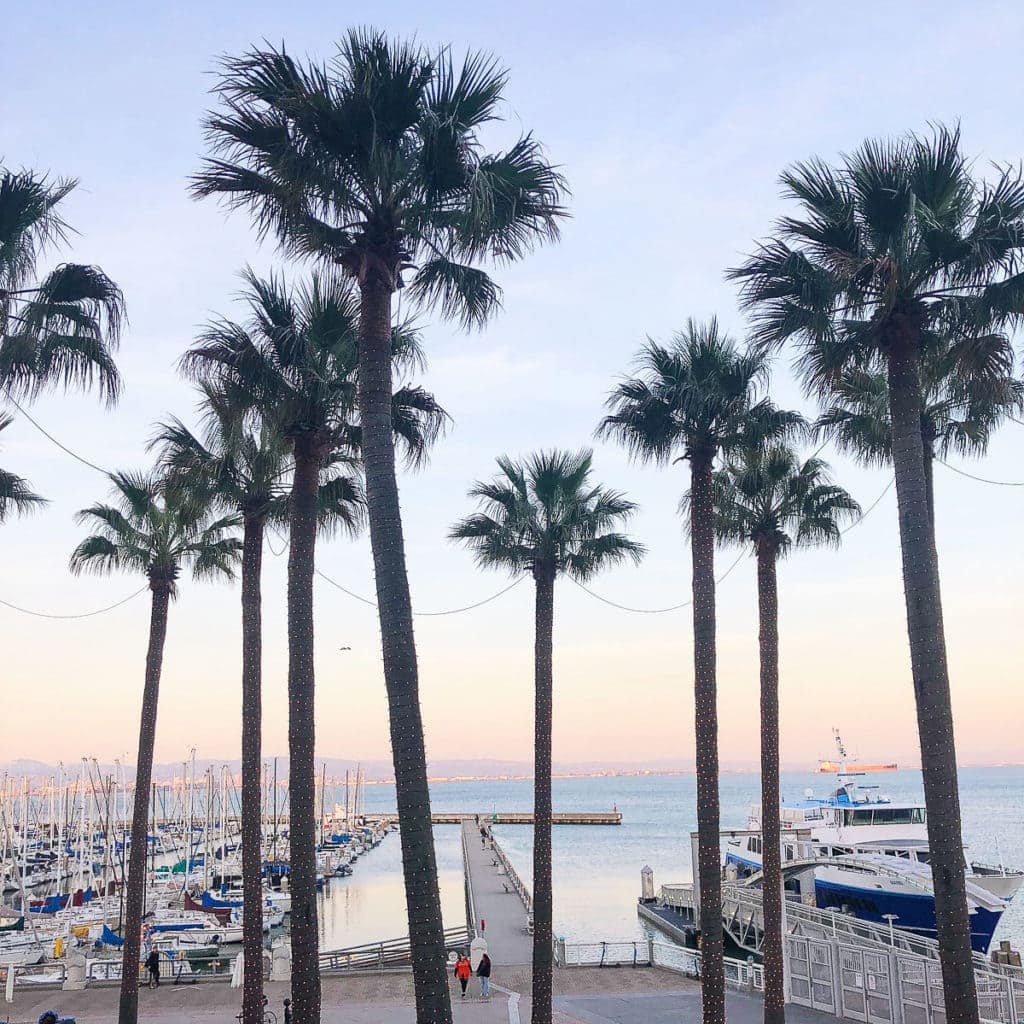 San Francisco Palm trees