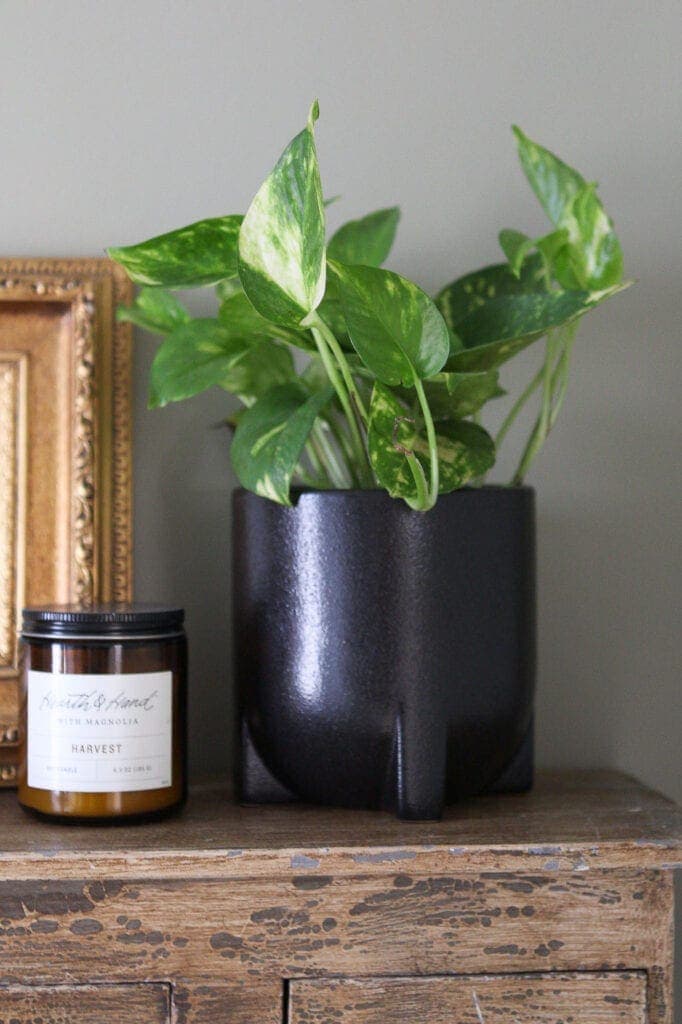 Black planter and golden pothos