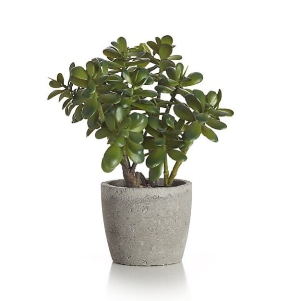 Faux Jade Plant
