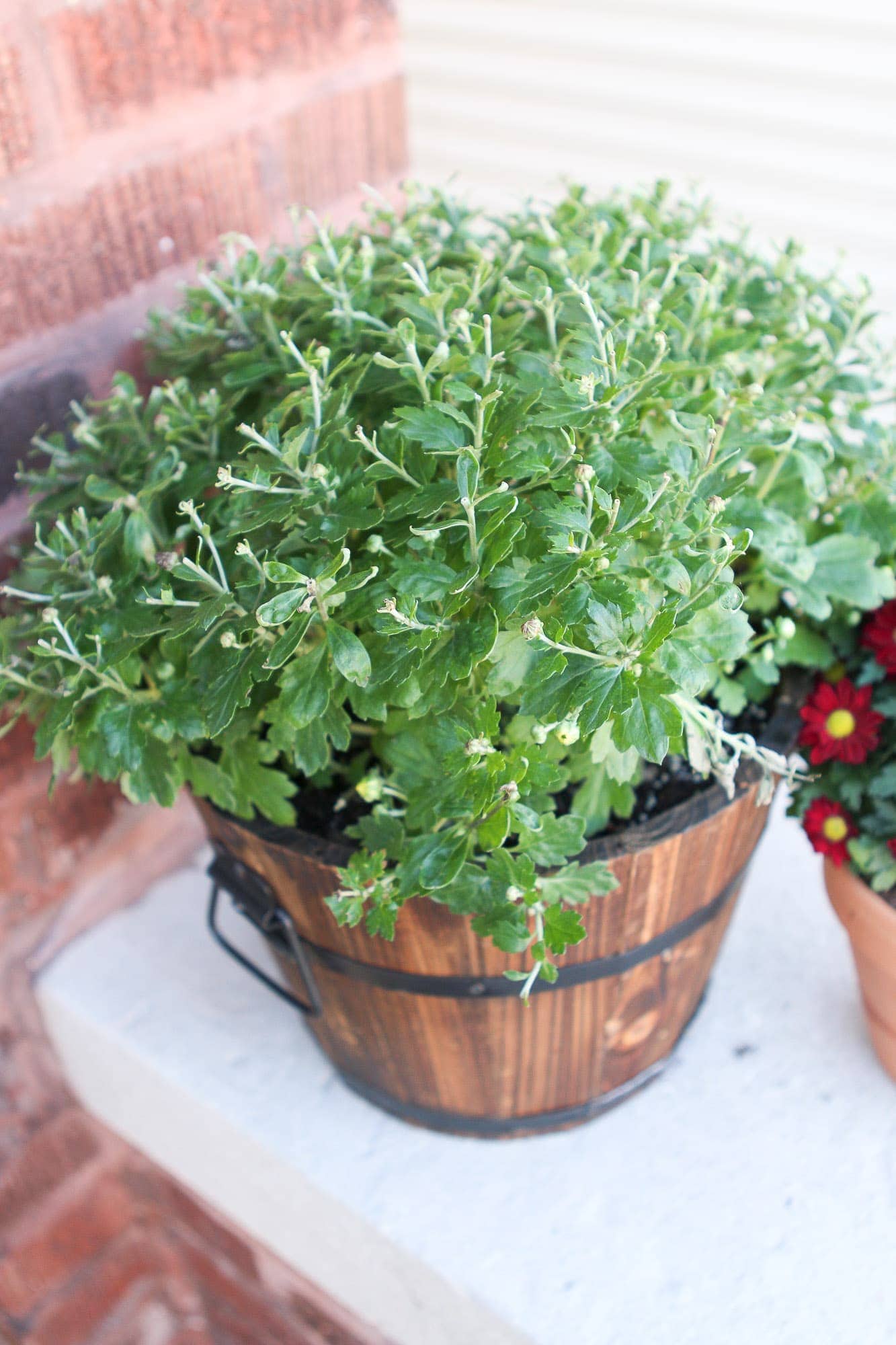 Planting mums