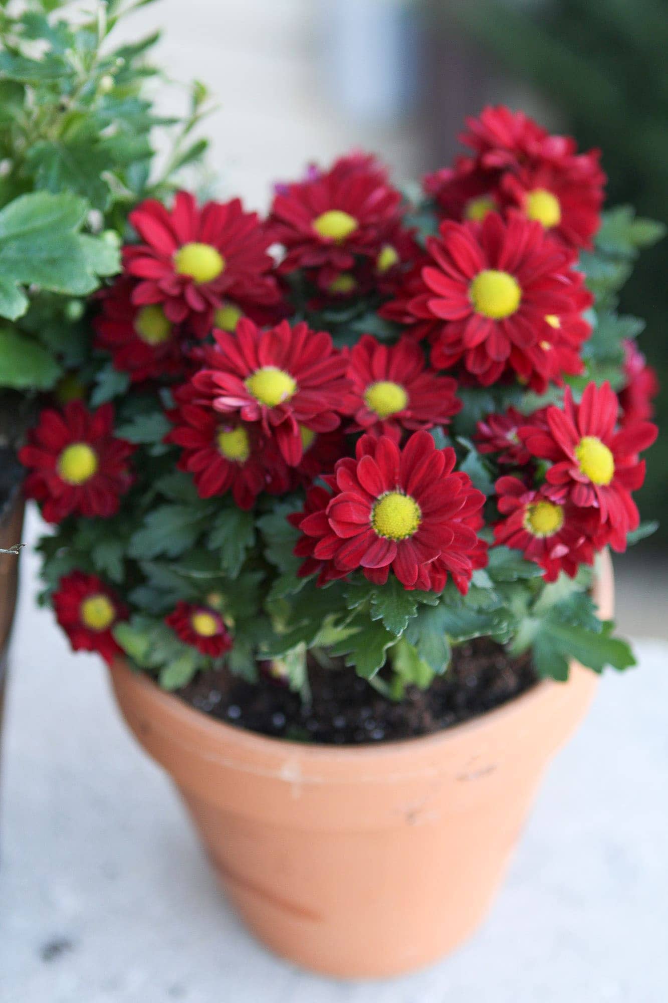 Fall flowers