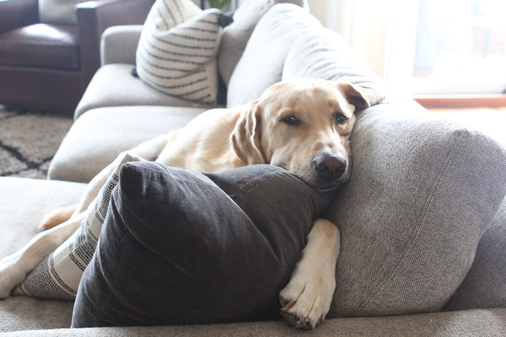 Barley cozied up on the couch