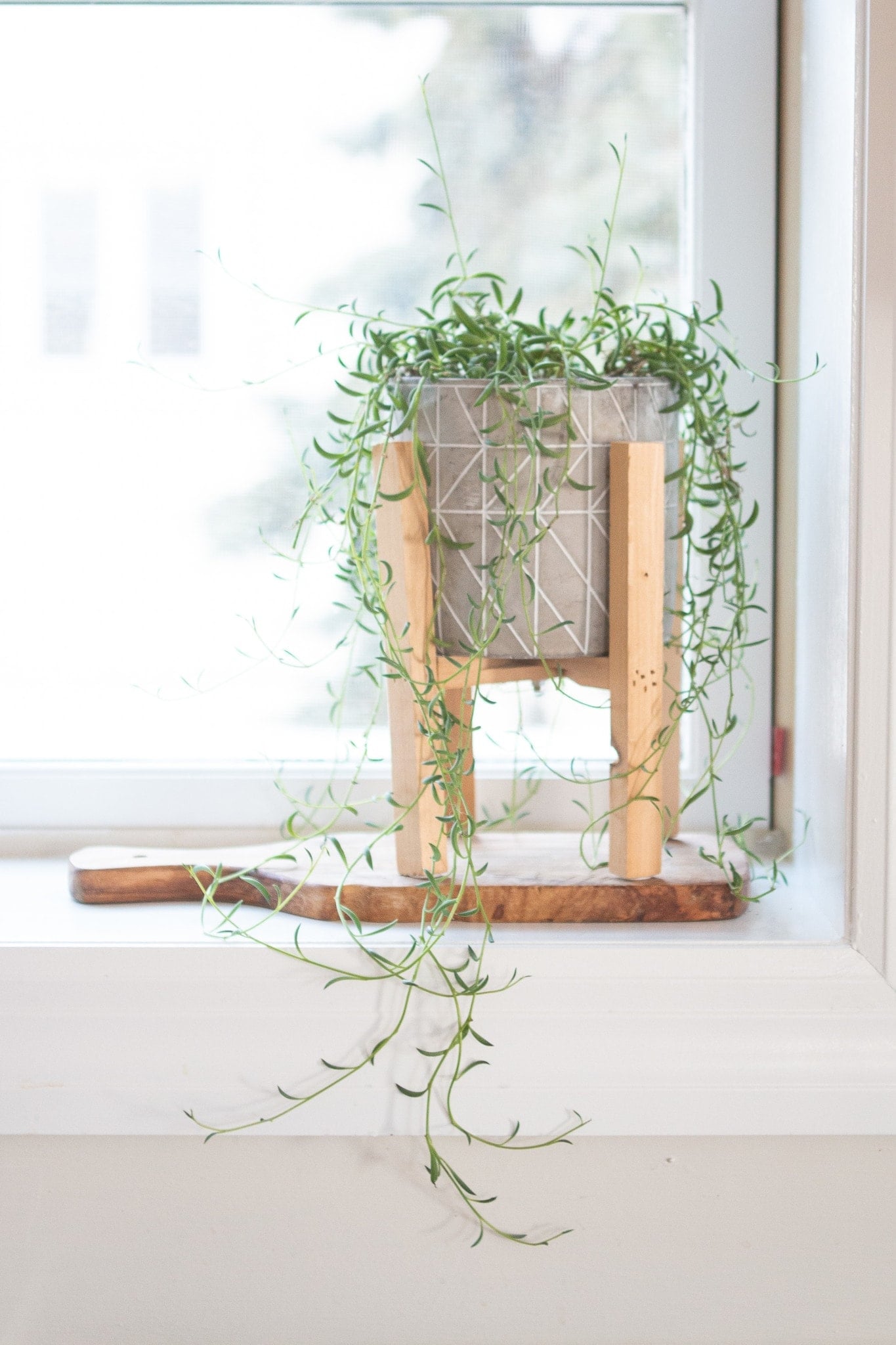 Plants on a windowsill