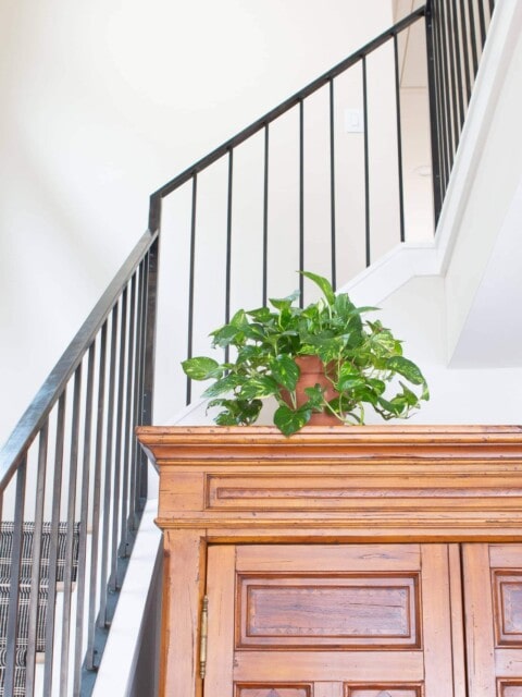 Indoor plants in our home