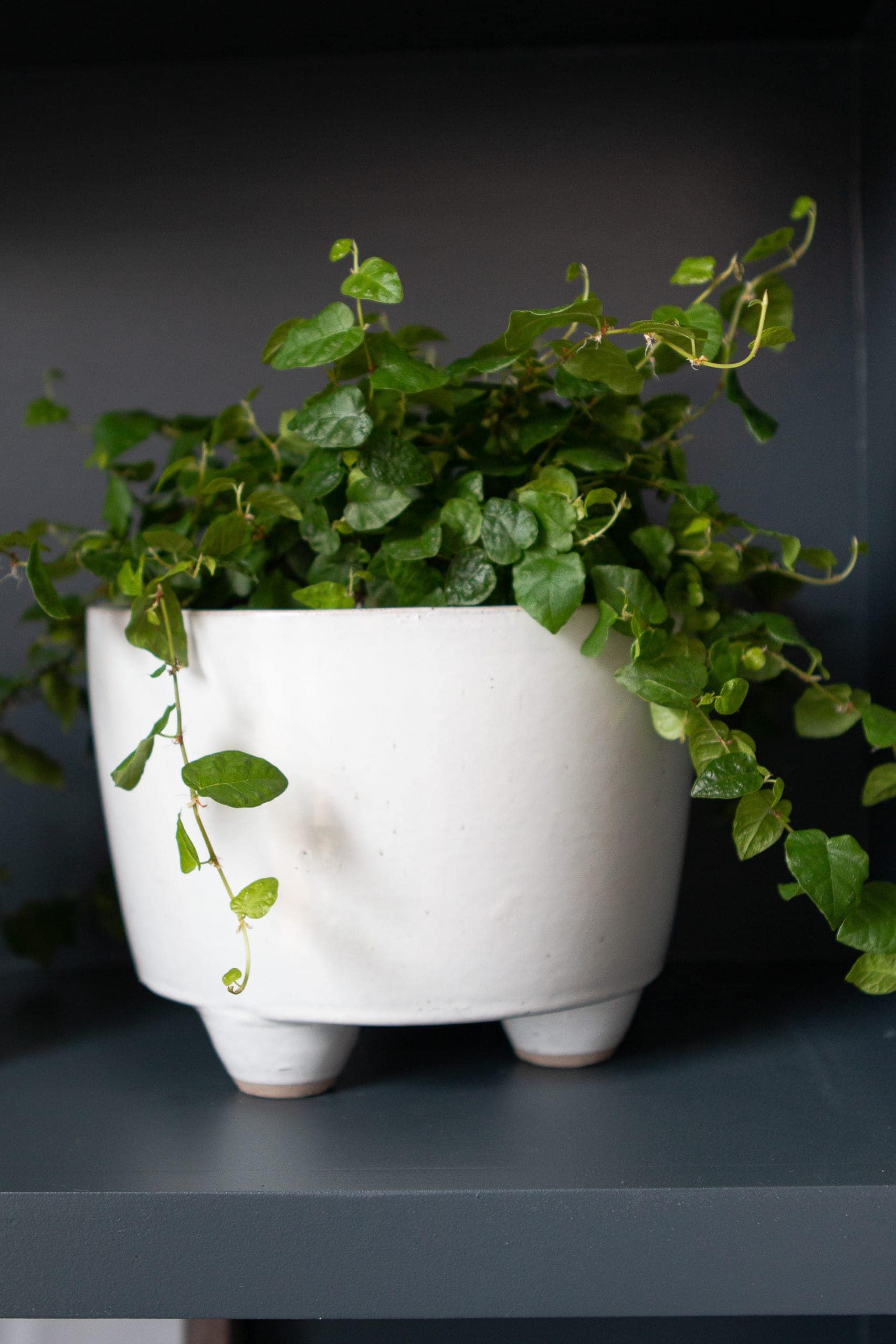 Plant from Lowe's