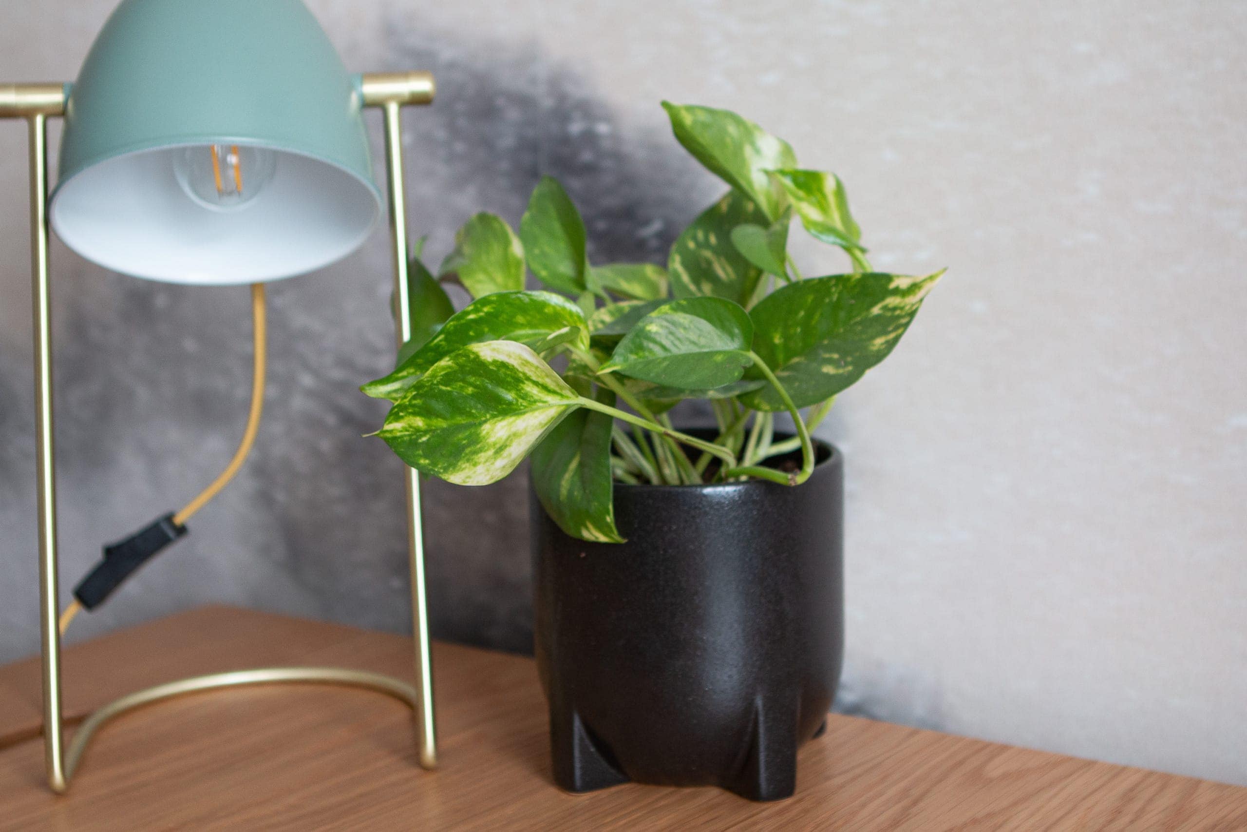 Plant and lamp