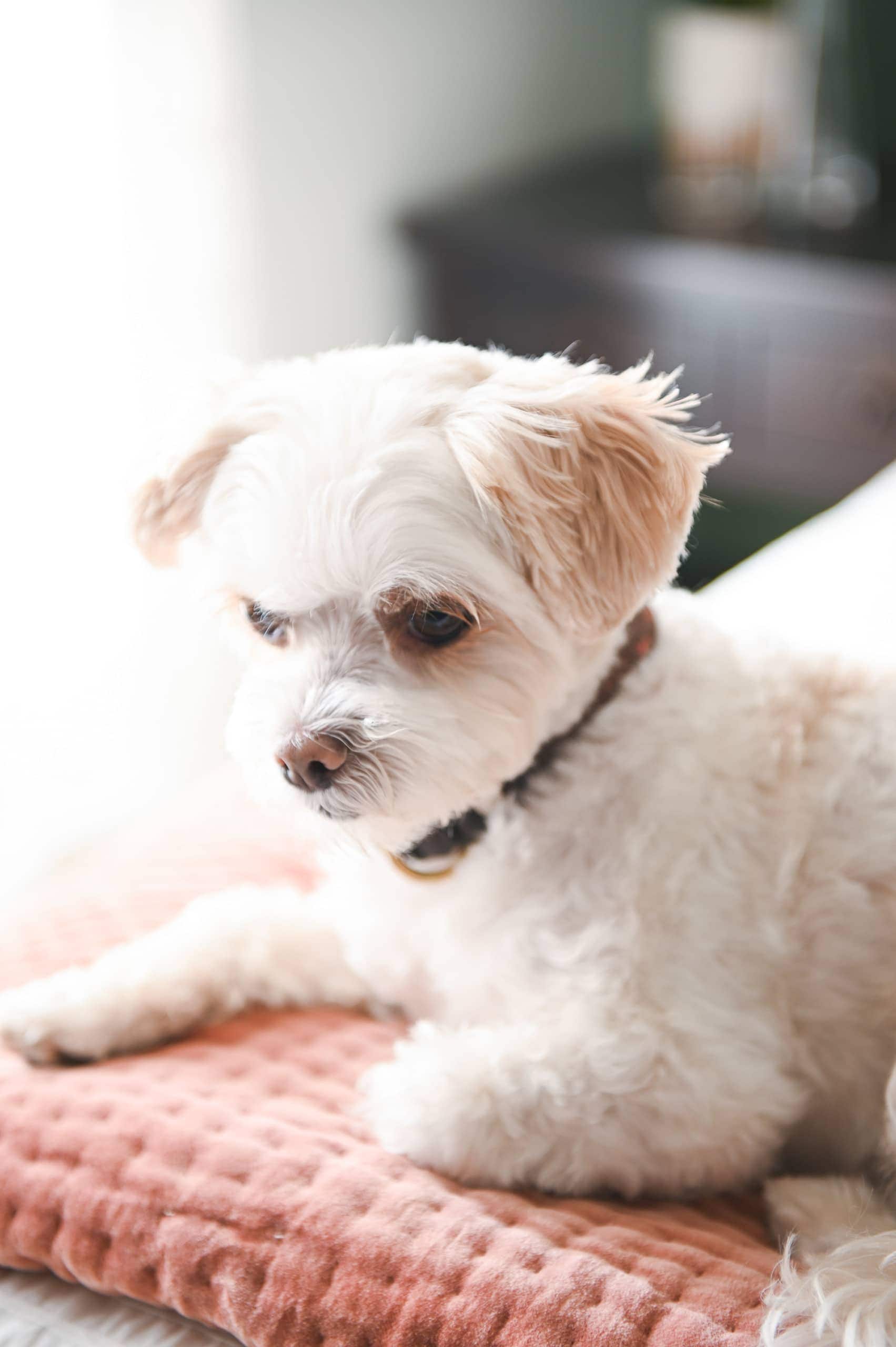 Dog in the master bedroom