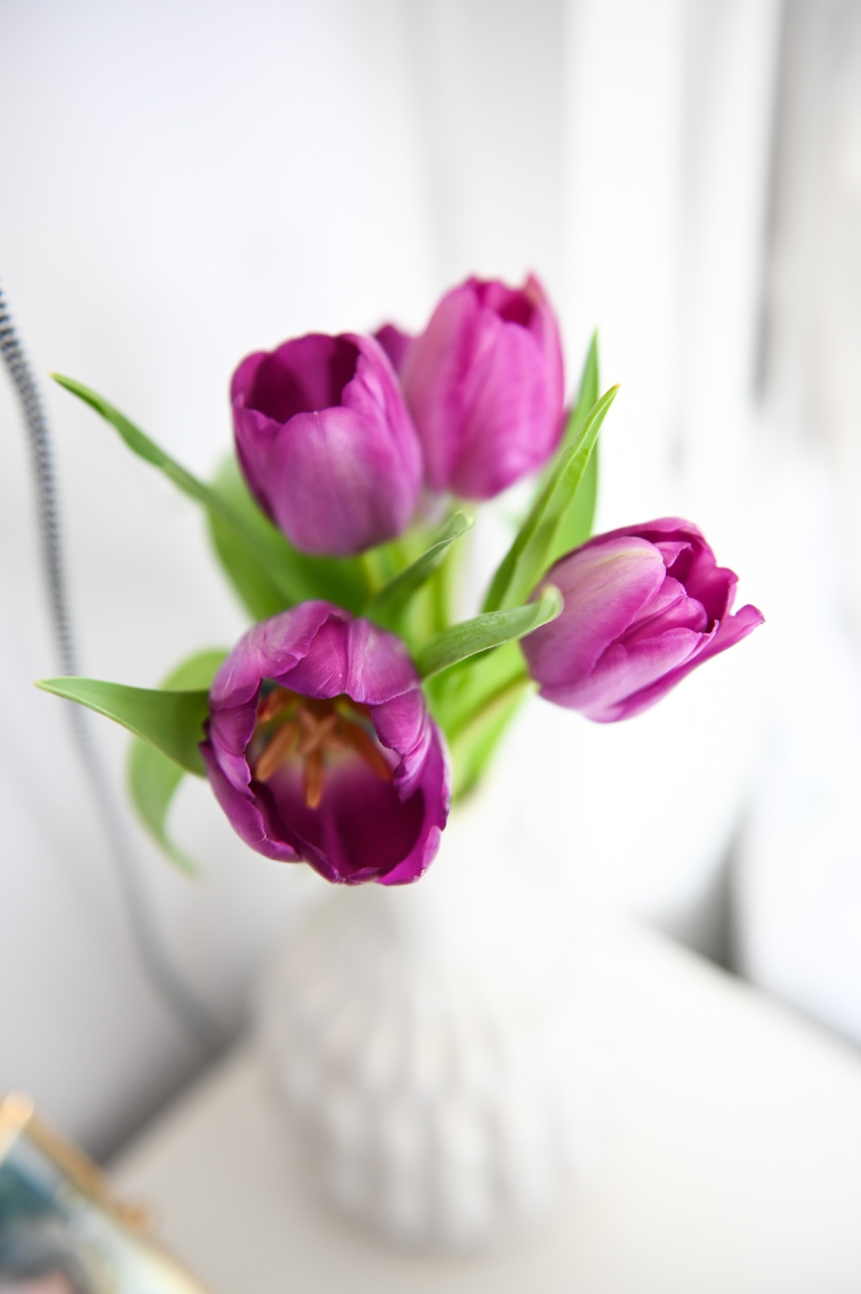 Purple flowers