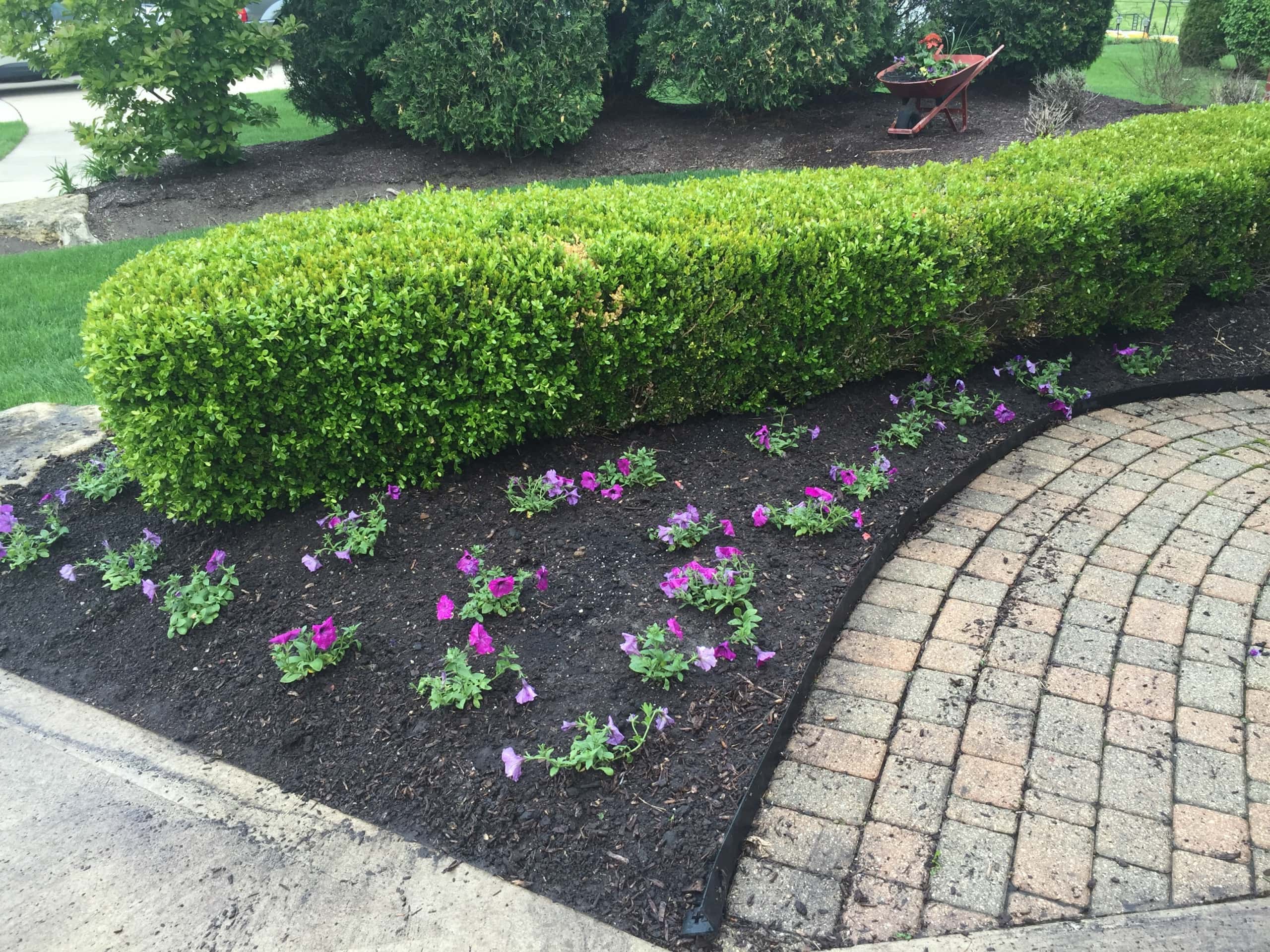 Wave Petunias
