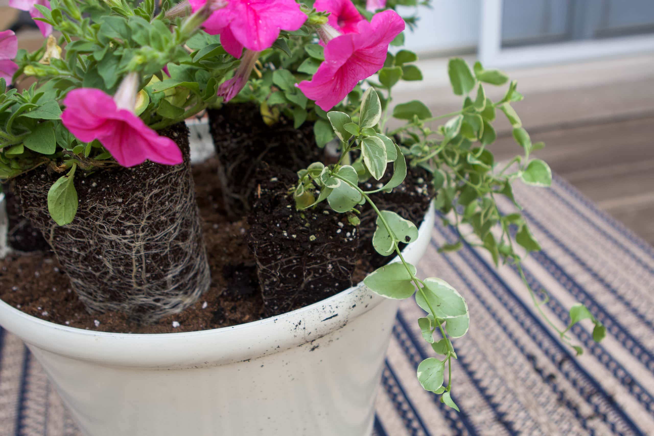 Place your plants on top of the soil