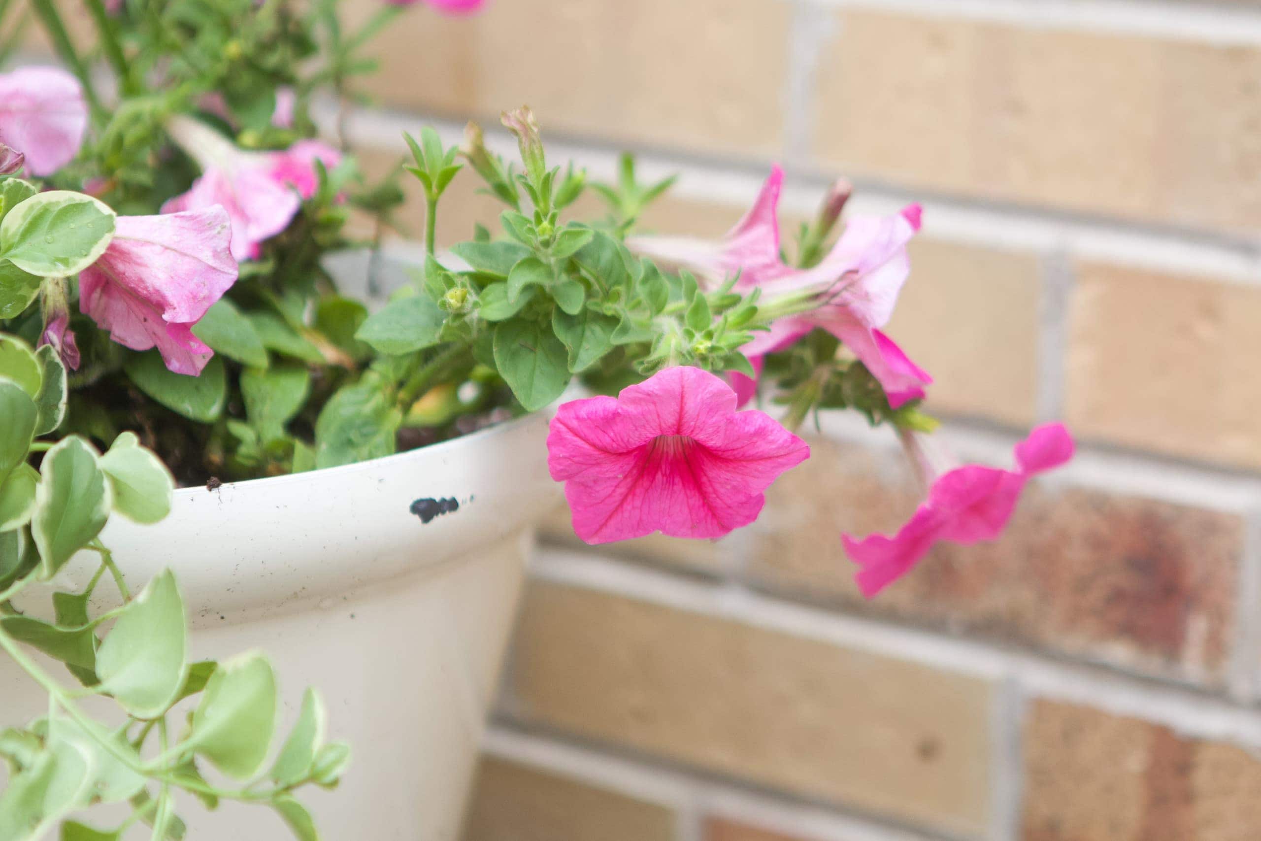Hot pink wave petunias
